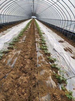 김저팔계님의 기타작물 · 영농일지 작성글 사진