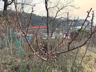 조성보님의 기타작물 · 영농일지 작성글 사진