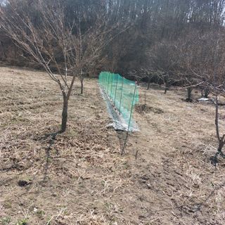 Blackbear님의 기타작물 · 영농일지 작성글 사진