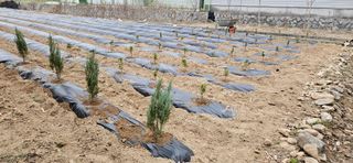 귀농인님의 기타작물 · 영농일지 작성글 사진