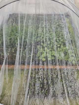 백호순(후추)님의 고추 · 영농일지 작성글 사진