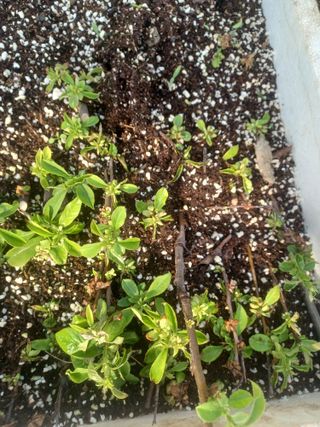 무료지식나눔 팜닥터님의 기타작물 · 영농일지 작성글 사진