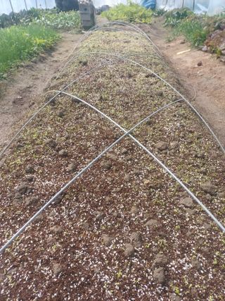 무료지식나눔 팜닥터님의 기타작물 · 영농일지 작성글 사진