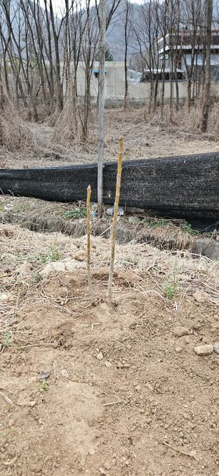 귀농인님의 기타작물 · 영농일지 작성글 사진