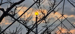 달맛햇복숭아농원님의 복숭아 · 영농일지 작성글 사진