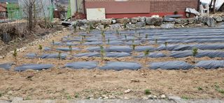 귀농인님의 기타작물 · 영농일지 작성글 사진