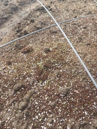 무료지식나눔 팜닥터님의 기타작물 · 영농일지 작성글 사진