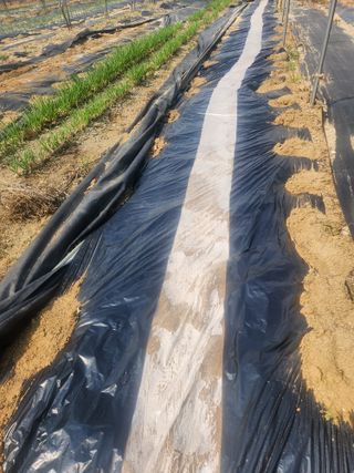 현모양처(양현모)님의 기타작물 · 영농일지 작성글 사진