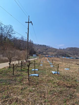 창열님의 기타작물 · 영농일지 작성글 사진