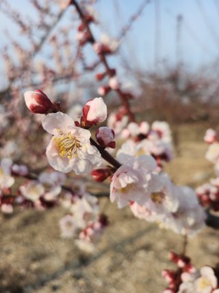 두릅나무님의 기타작물 · 영농일지 작성글 사진