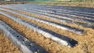 최춘득 청대산 님의 옥수수 · 영농일지 작성글 사진