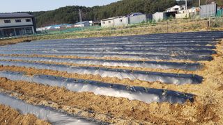 최춘득 청대산 님의 옥수수 · 영농일지 작성글 사진