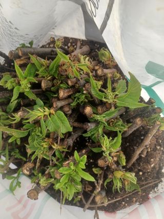 무료지식나눔 팜닥터님의 기타작물 · 영농일지 작성글 사진