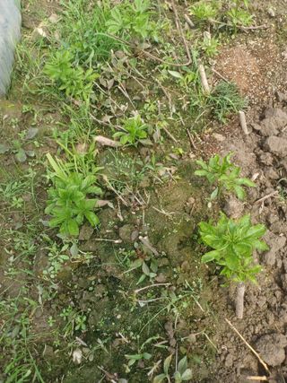 무료지식나눔 팜닥터님의 기타작물 · 영농일지 작성글 사진