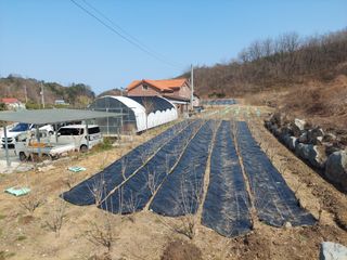 관음손가네님의 기타작물 · 영농일지 작성글 사진