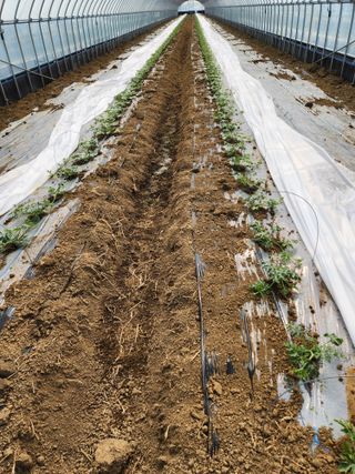 김저팔계님의 기타작물 · 영농일지 작성글 사진