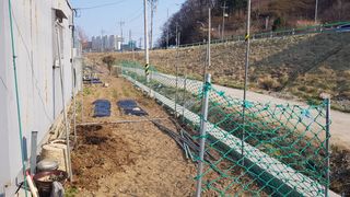 최춘득 청대산 님의 옥수수 · 영농일지 작성글 사진