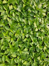 팜모닝 기타작물·영농일지 게시글 이미지