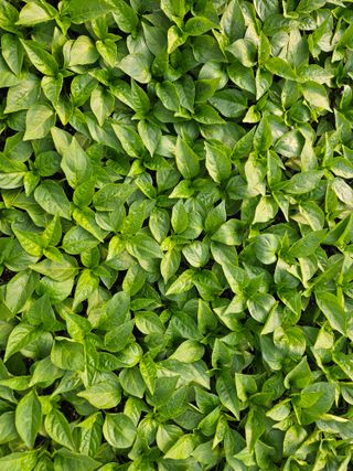 김주희님의 기타작물 · 영농일지 작성글 사진