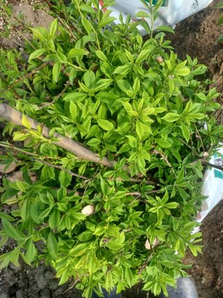 무료지식나눔 팜닥터님의 기타작물 · 영농일지 작성글 사진