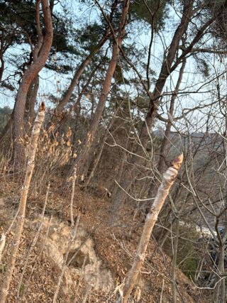 조성보님의 기타작물 · 영농일지 작성글 사진