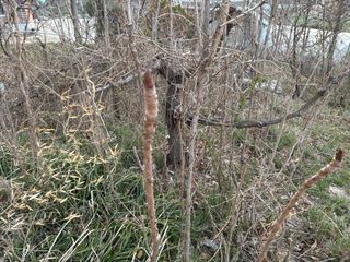 조성보님의 기타작물 · 영농일지 작성글 사진