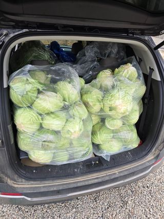 이종희 에코농부님의 양배추 · 영농일지 작성글 사진