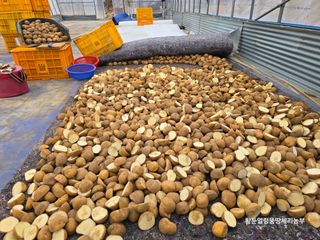 황둔얼렁뚱땅체리농부님의 감자 · 영농일지 작성글 사진