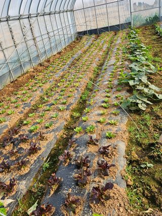 강선미님의 기타작물 · 영농일지 작성글 사진