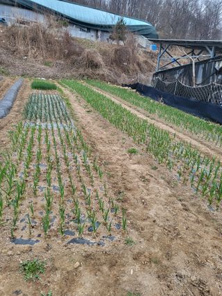 이상욱님의 마늘 · 영농일지 작성글 사진