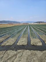 팜모닝 양파·영농일지 게시글 이미지