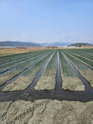 권정식님의 양파 · 영농일지 작성글 사진