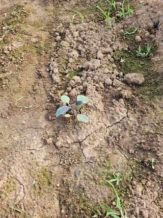 강선미님의 기타작물 · 영농일지 작성글 사진