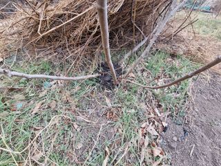 새싹님의 기타작물 · 영농일지 작성글 사진