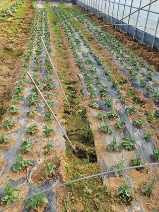 강선미님의 기타작물 · 영농일지 작성글 사진