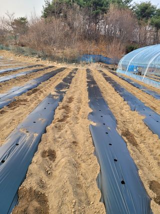 민원배님의 고추 · 영농일지 작성글 사진