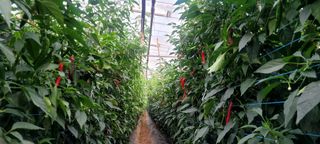 박기룡님의 기타작물 · 영농일지 작성글 사진