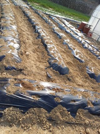 삼성농산님의 기타작물 · 영농일지 작성글 사진