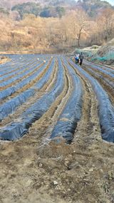 팜모닝 감자·영농일지 게시글 이미지