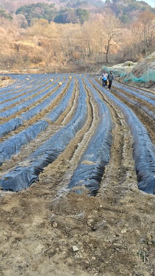 달빛소년(김광순)님의 감자 · 영농일지 작성글 사진