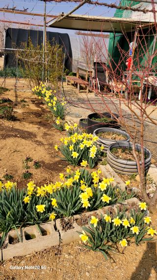 제주농부님의 참깨 · 영농일지 작성글 사진