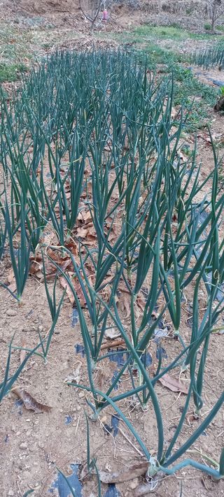 고병길님의 기타작물 · 영농일지 작성글 사진