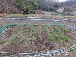 새싹님의 기타작물 · 영농일지 작성글 사진