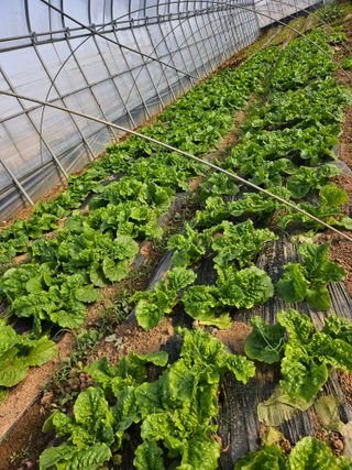 강선미님의 기타작물 · 영농일지 작성글 사진