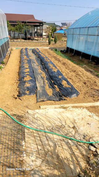 제주농부님의 참깨 · 영농일지 작성글 사진