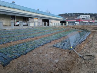 뚜벅이님의 마늘 · 영농일지 작성글 사진