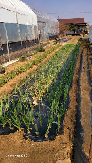 제주농부님의 참깨 · 영농일지 작성글 사진