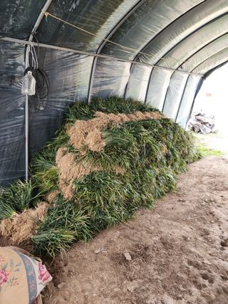 유혜영님의 기타작물 · 영농일지 작성글 사진