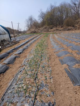 안승호님의 기타작물 · 영농일지 작성글 사진
