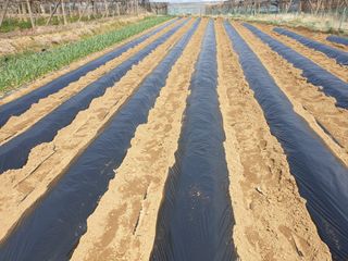 신득경님의 고추 · 영농일지 작성글 사진